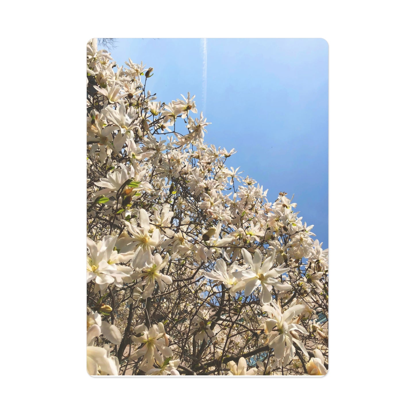 White Flower Poker Cards